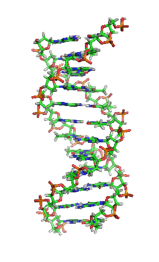 DNA_orbit_animated.gif