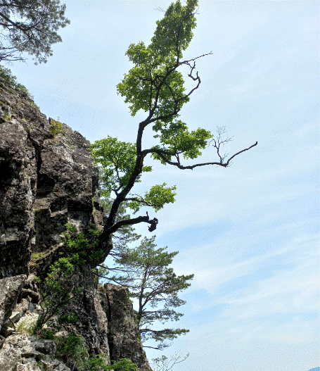 절벽소나무.gif