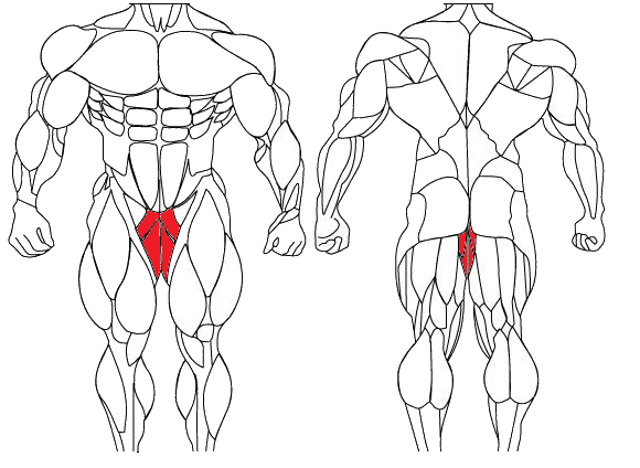 hip-adductor 보디빌더.gif