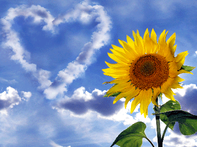 무술일주 특징.gif