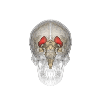 330px-Striatum.gif