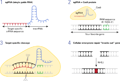 CAS9_BSC01_94260.gif