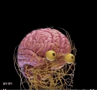 신경계.gif