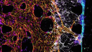 20250805_2355_Fluorescent Cell Structures_storyboard_01k1yraghdfwqs2c80yyc3r90w.gif