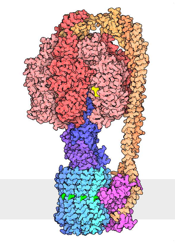 ATPsynthase_animated.gif