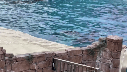 orca show.gif