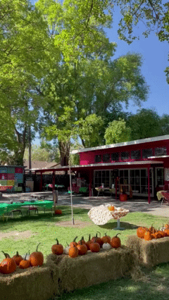 davis fall festival 2022.gif