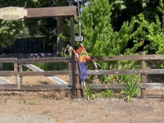 Morgan's California 농장.gif