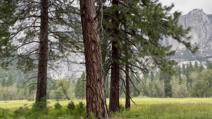 요세미티 진입.gif