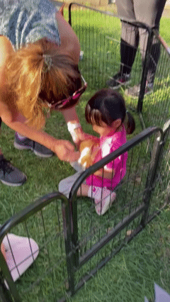 petting zoo 2022.gif