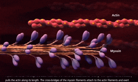 myosin_actin.gif