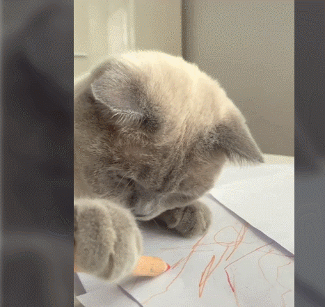 고양이에게 연필을 주자 생긴 놀라운 일(+네티즌 반응)