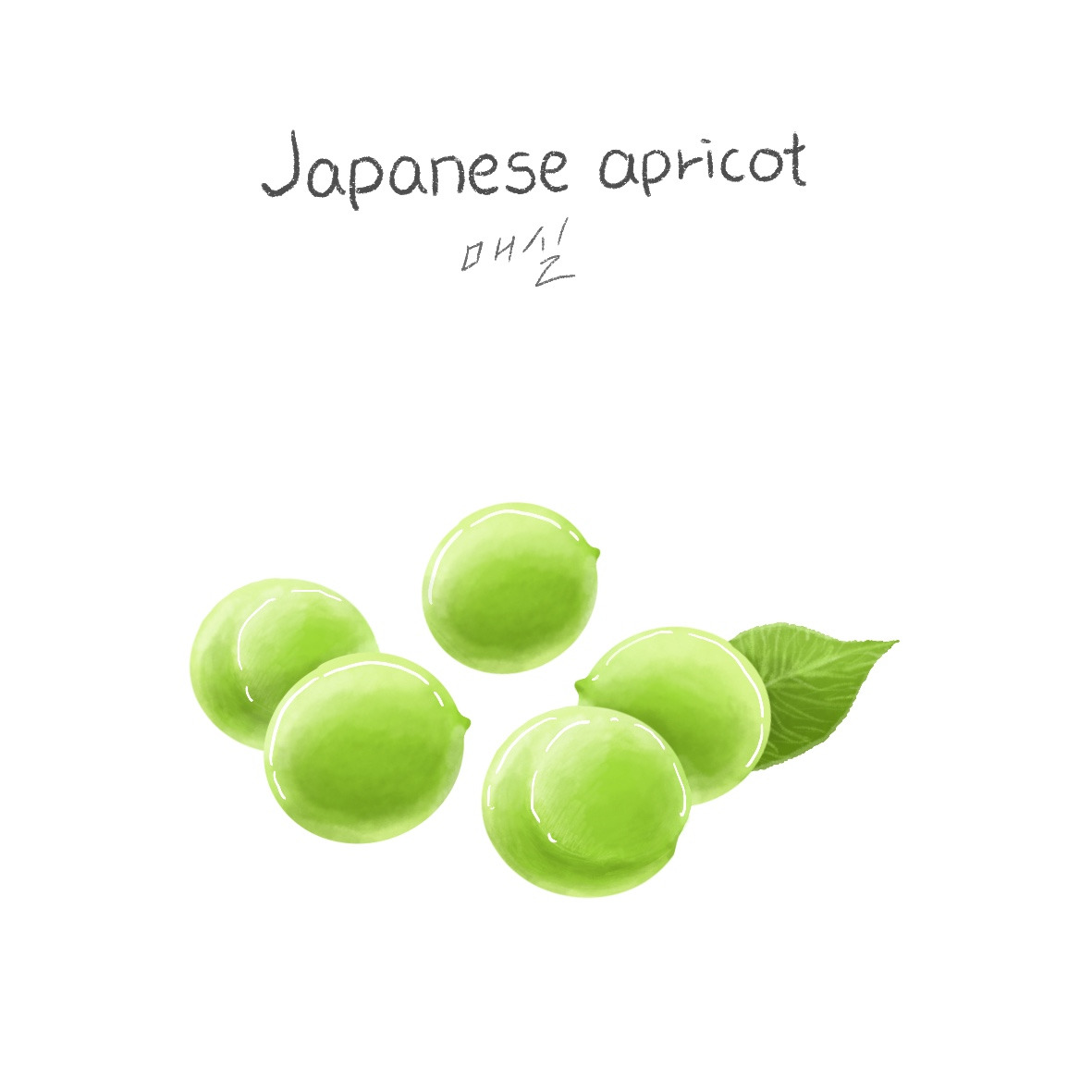 Japanese Apricot - 매실