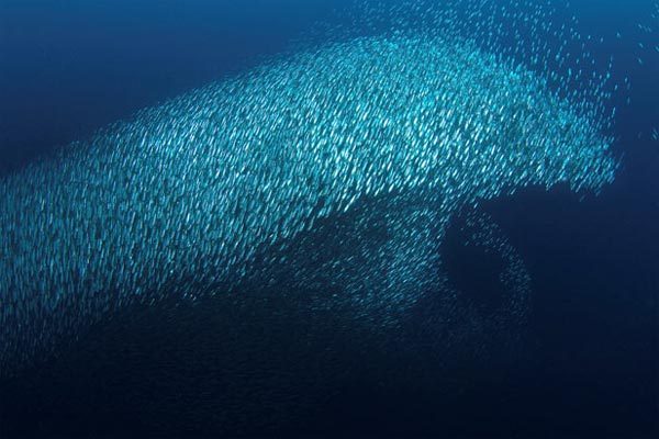 sardines_dolphin_shape.jpg