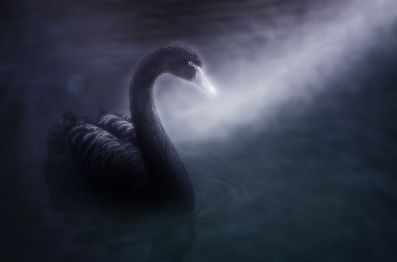 black swan.jpg