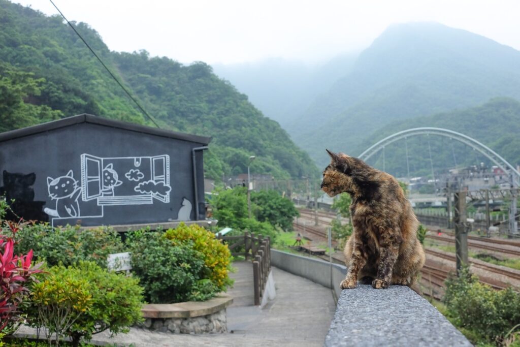 cat-village-in-taiwan-1024x683.jpg