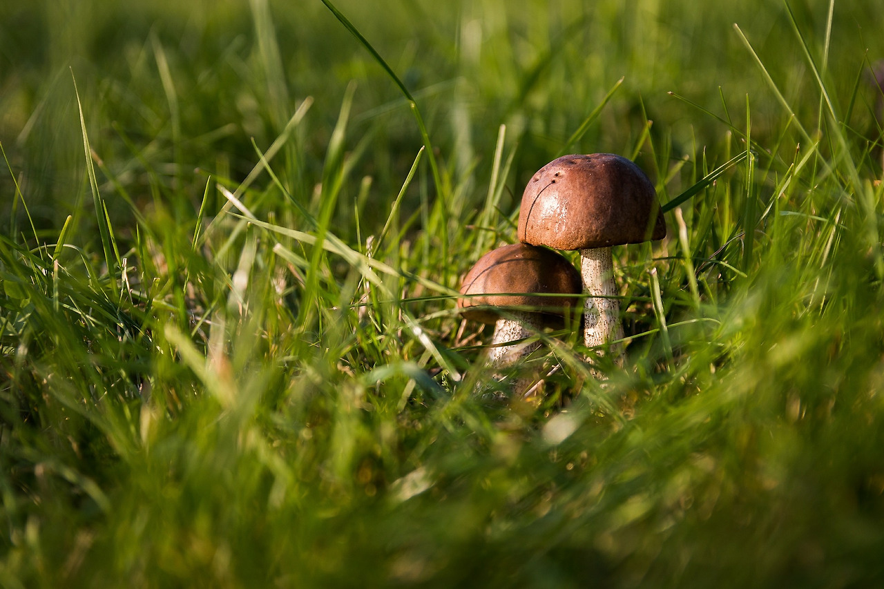 mushrooms-454172_1920.jpg
