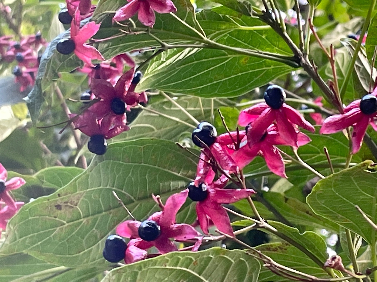 누리장나무_열매_20210923 (2).jpg