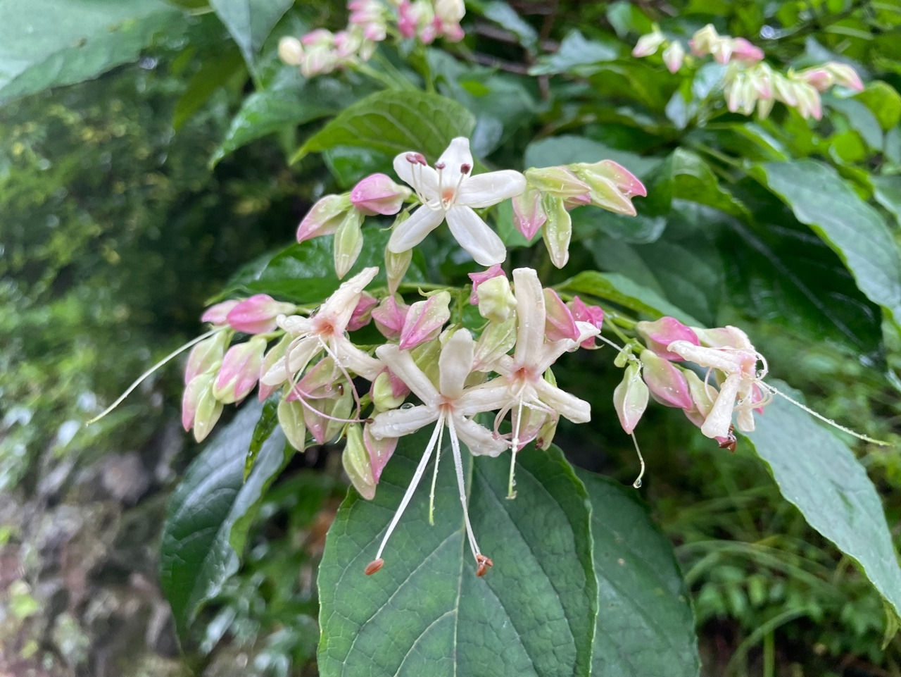 누리장나무_꽃_20210816 (5).jpg