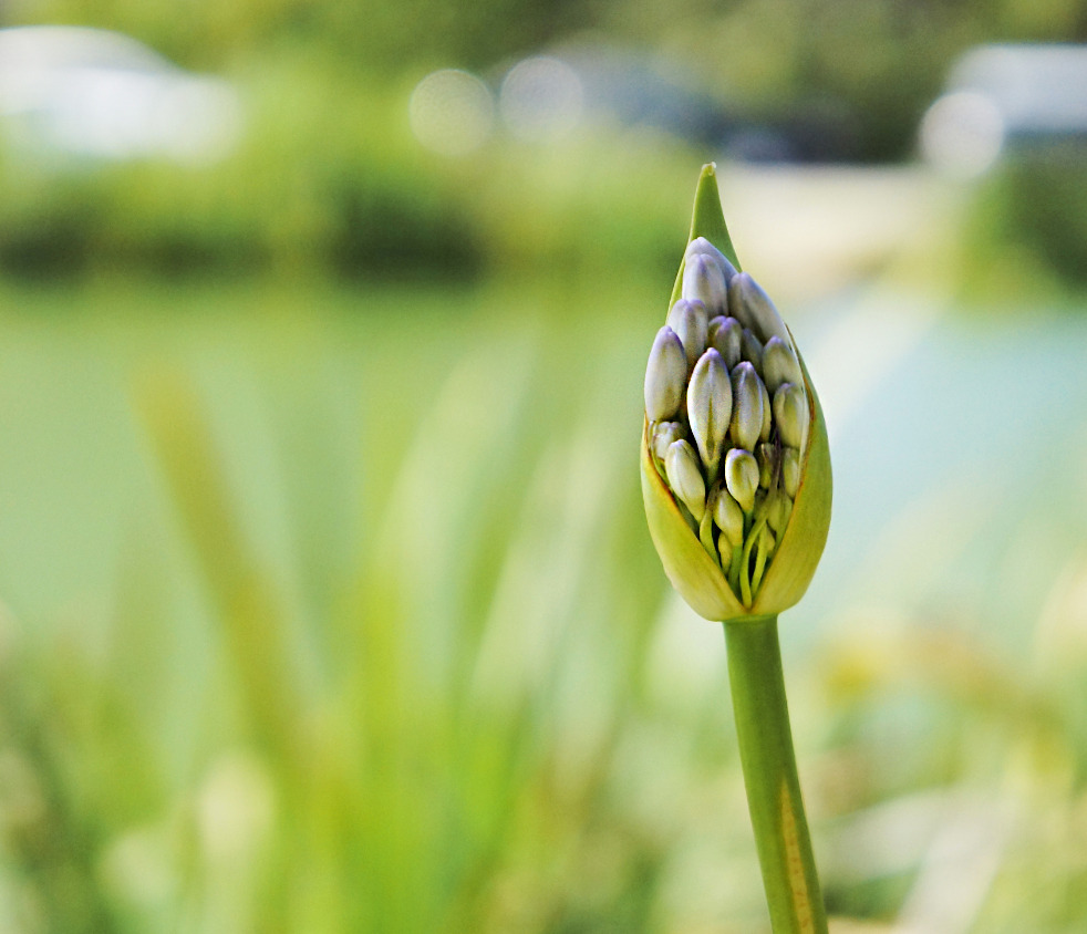 golden gate park.jpg