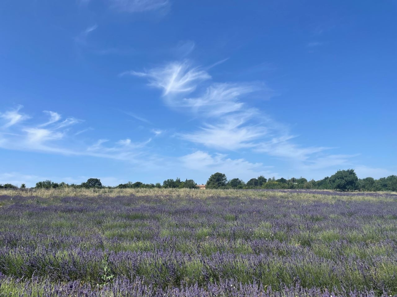 라벤더.jpg