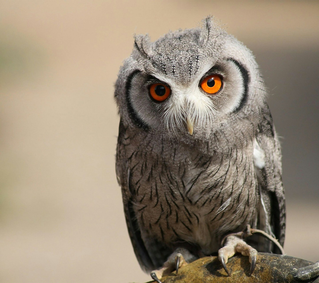 clash king_owl_ZEFiR2Bf.jpg