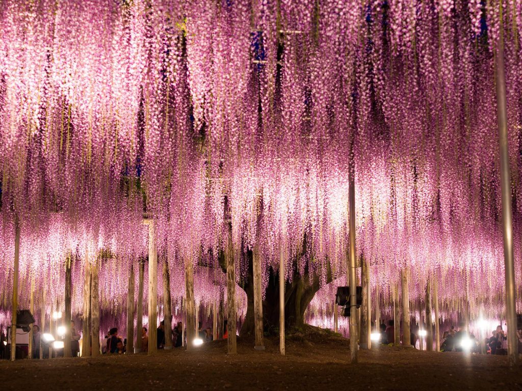 ashikaga-wisteria-japan-2-cr-getty-1024x768.jpg