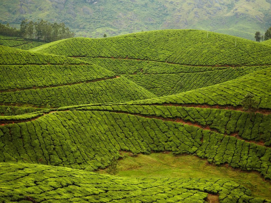 munnar-tea-plantation-india-cr-gallery-stock-1024x768.jpg