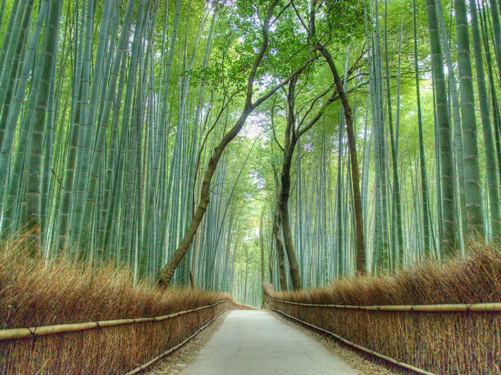 arashiyama-bamboo-forest-kyoto-cr-getty-1024x768.jpg