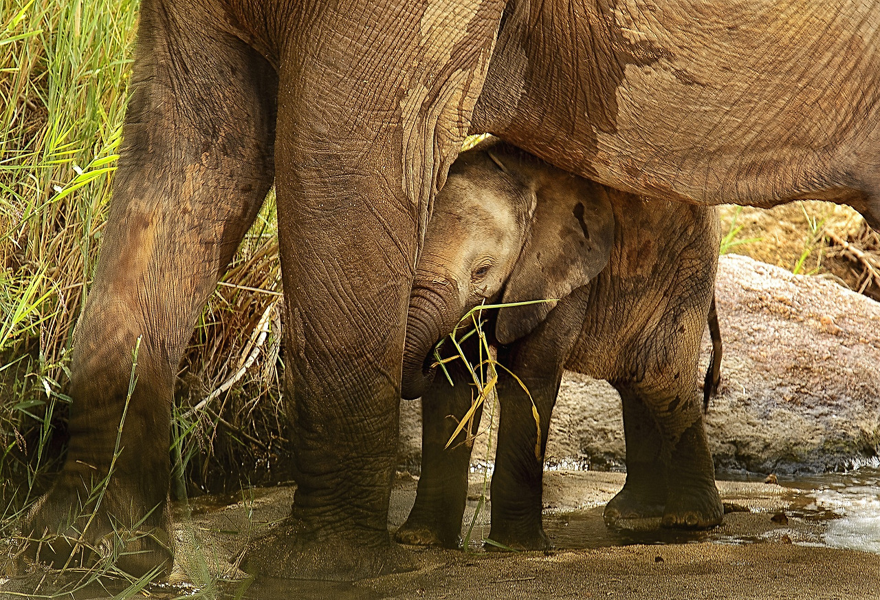 elephant-calf-2811487_1920.jpg