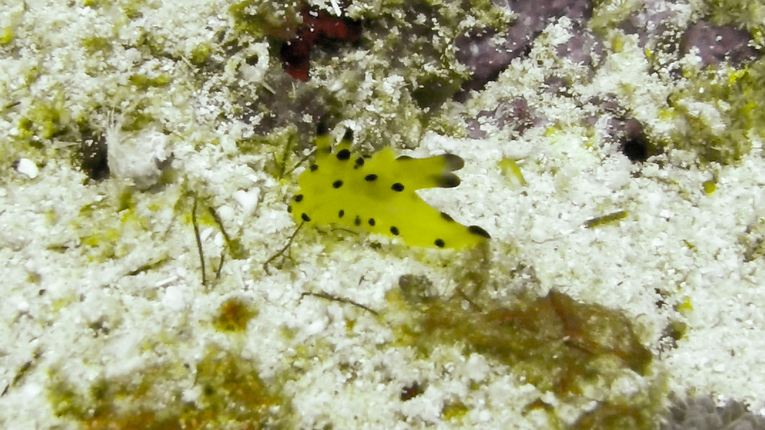 gopr2058.mp4_20201108_200543.623 (1).jpg