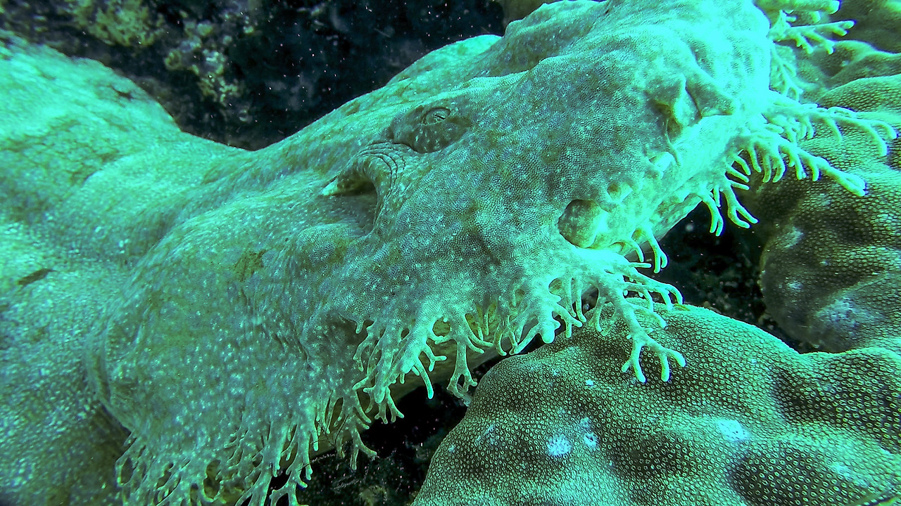 gopr2040.mp4_20201108_200215.747 (1).jpg