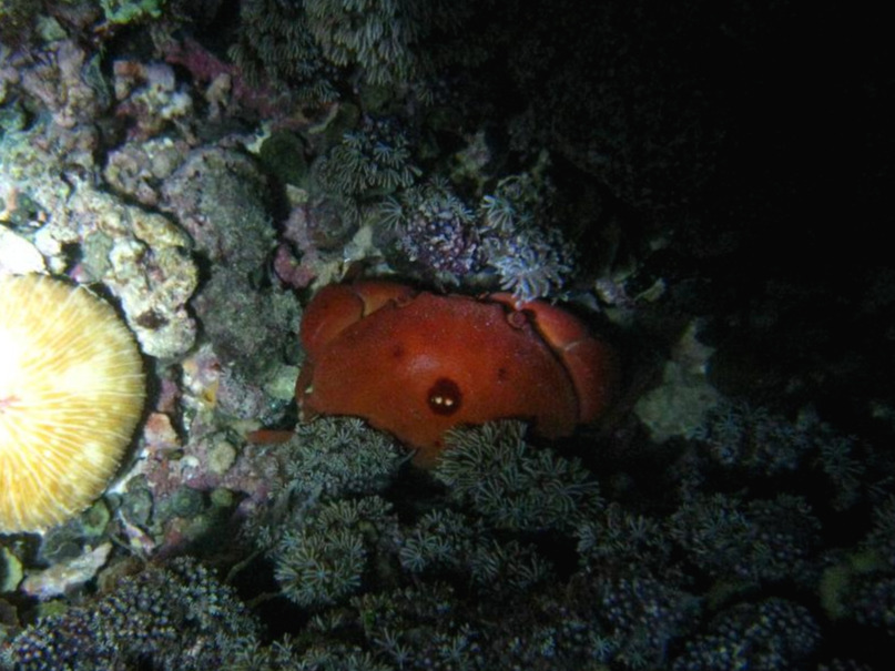 4.ReefCrab.jpg