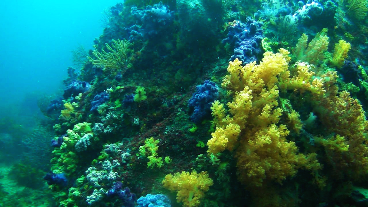 Yellow Coral.jpg