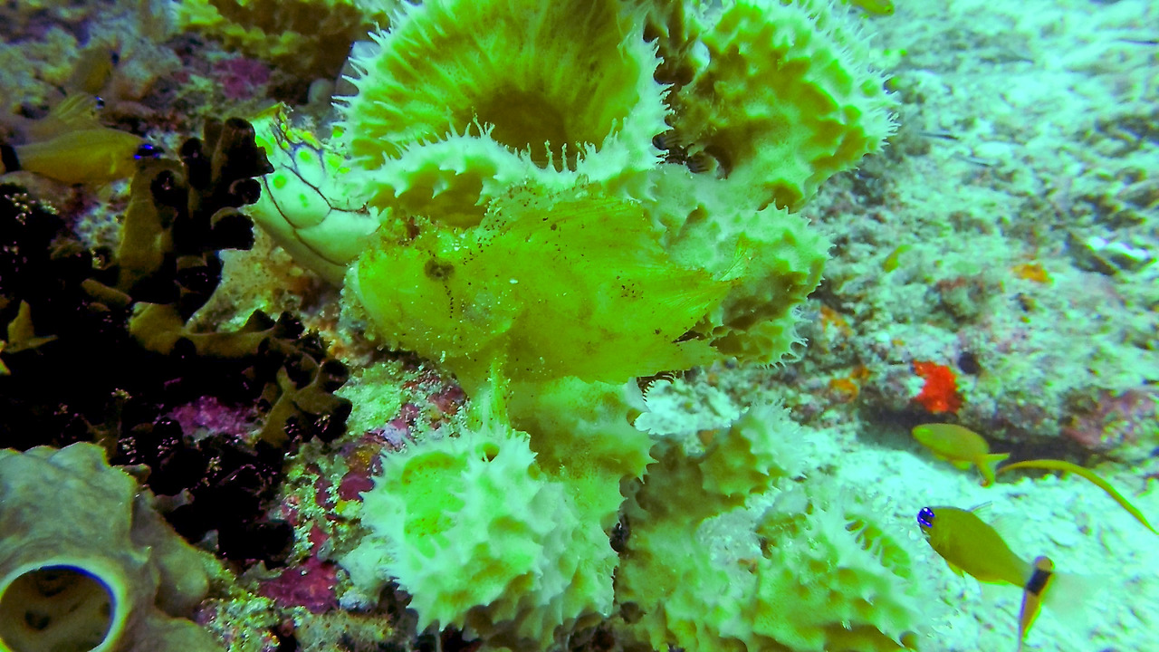 gopr2033.mp4_20201108_200049.573 (1).jpg