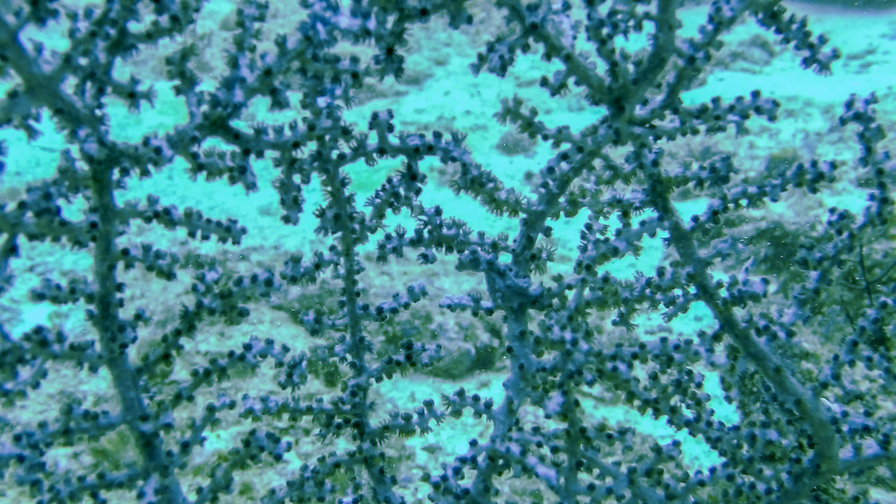 gopr2054.mp4_20201108_200453.292 (1).jpg