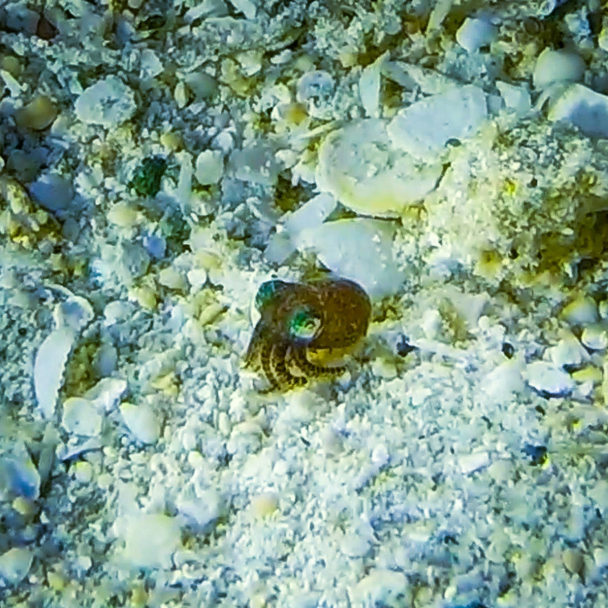 bobtail squid.jpg