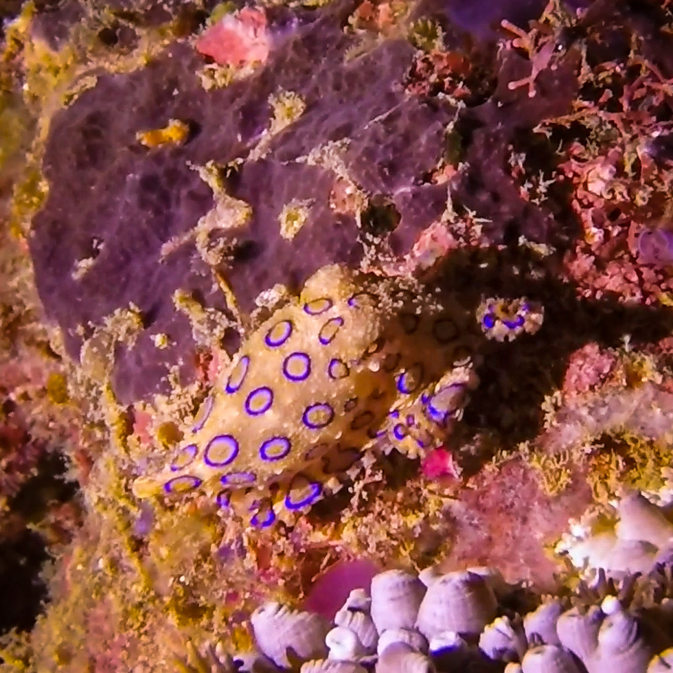 bluering octopus.jpg