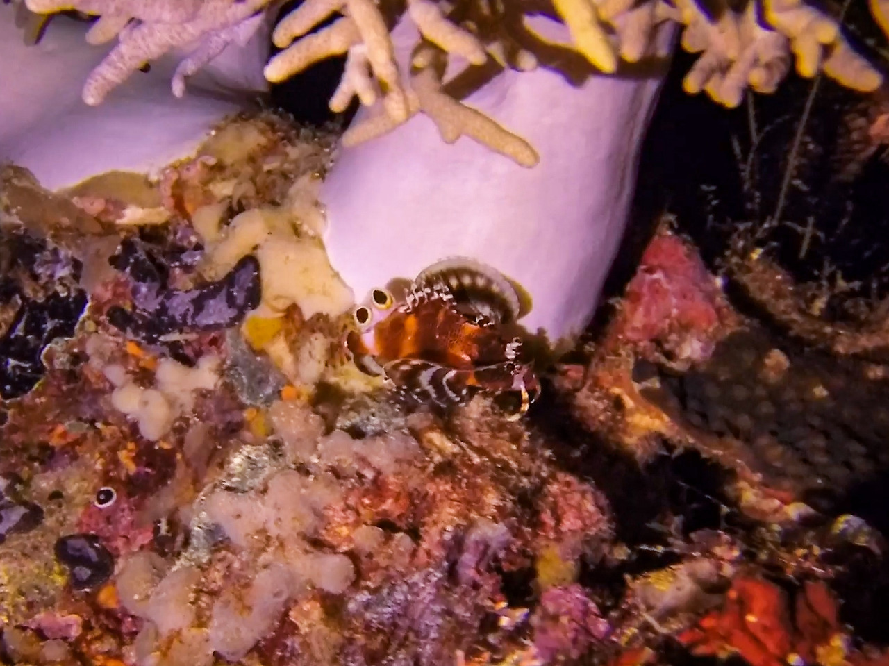 twinspot lionfish.jpg