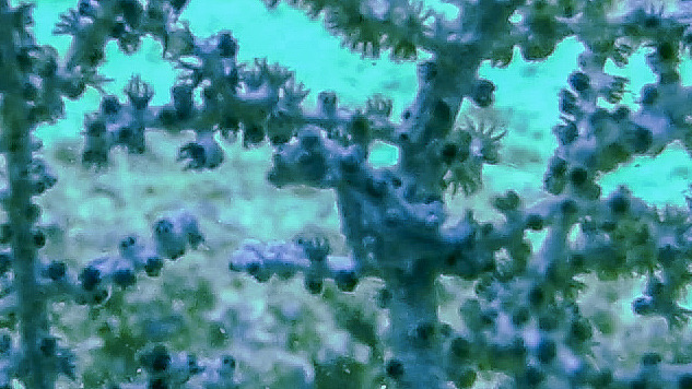 gopr2054.mp4_20201108_200453.292 (1) (1).jpg