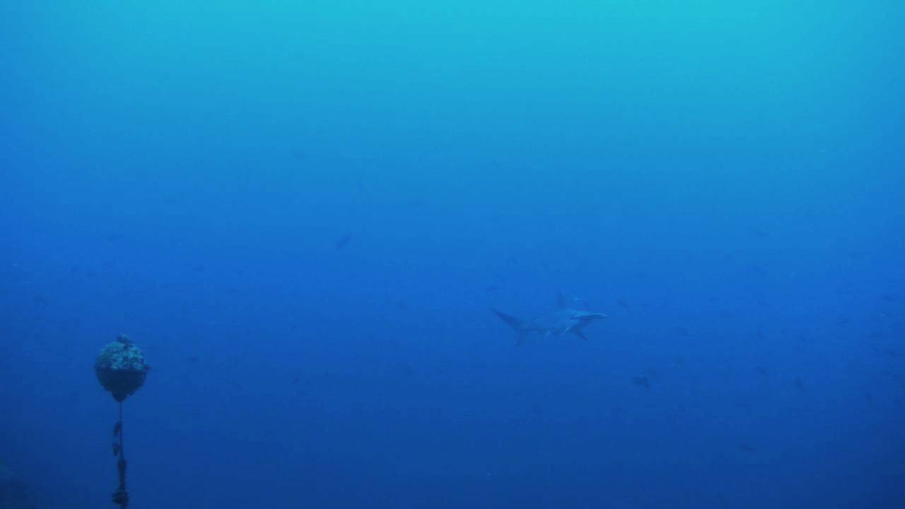 hammerhead and beacon.jpg