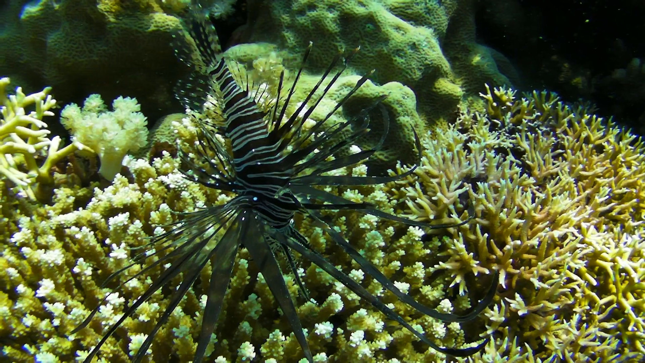 lionfish.jpg