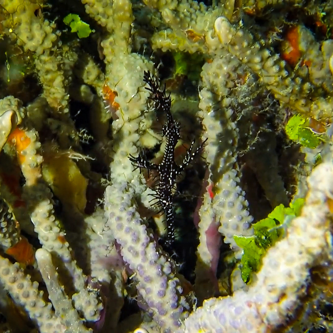 ghost pipefish.jpg