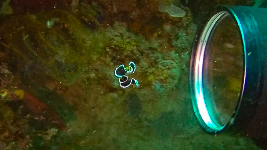 gopr2082.mp4_20201108_200855.120 (1).jpg