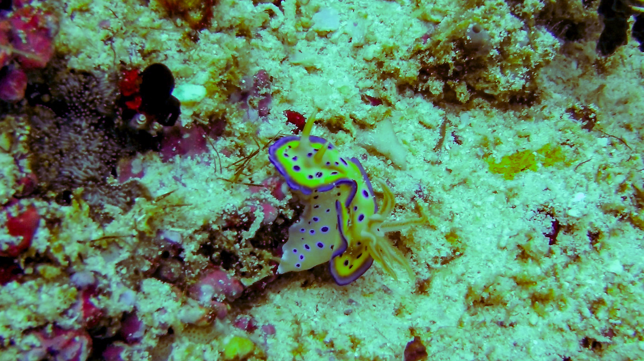 gopr2055.mp4_20201108_200506.161 (1).jpg