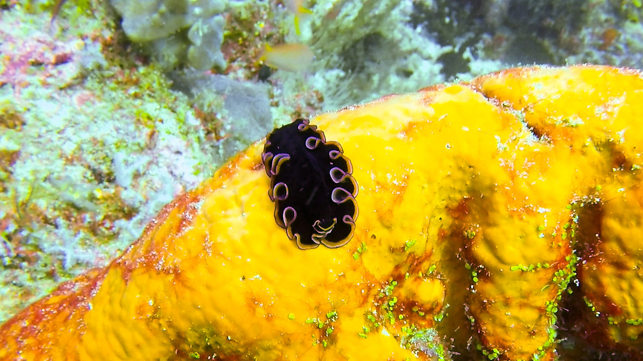 gopr2032.mp4_20201108_195911.699 (1).jpg