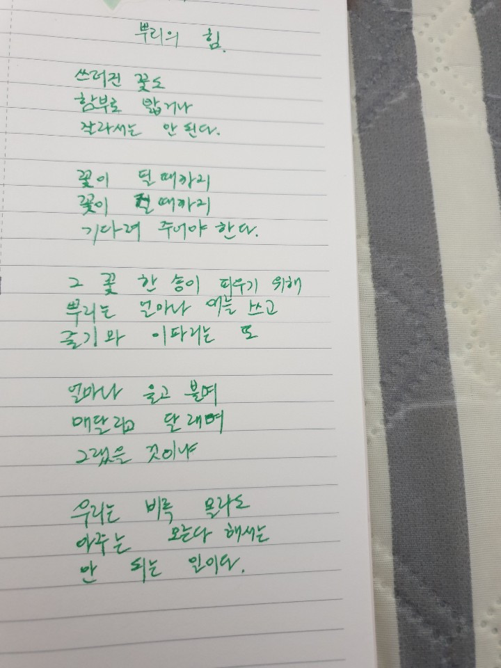 시필사 10기 인증 헬레보루스1.jpg