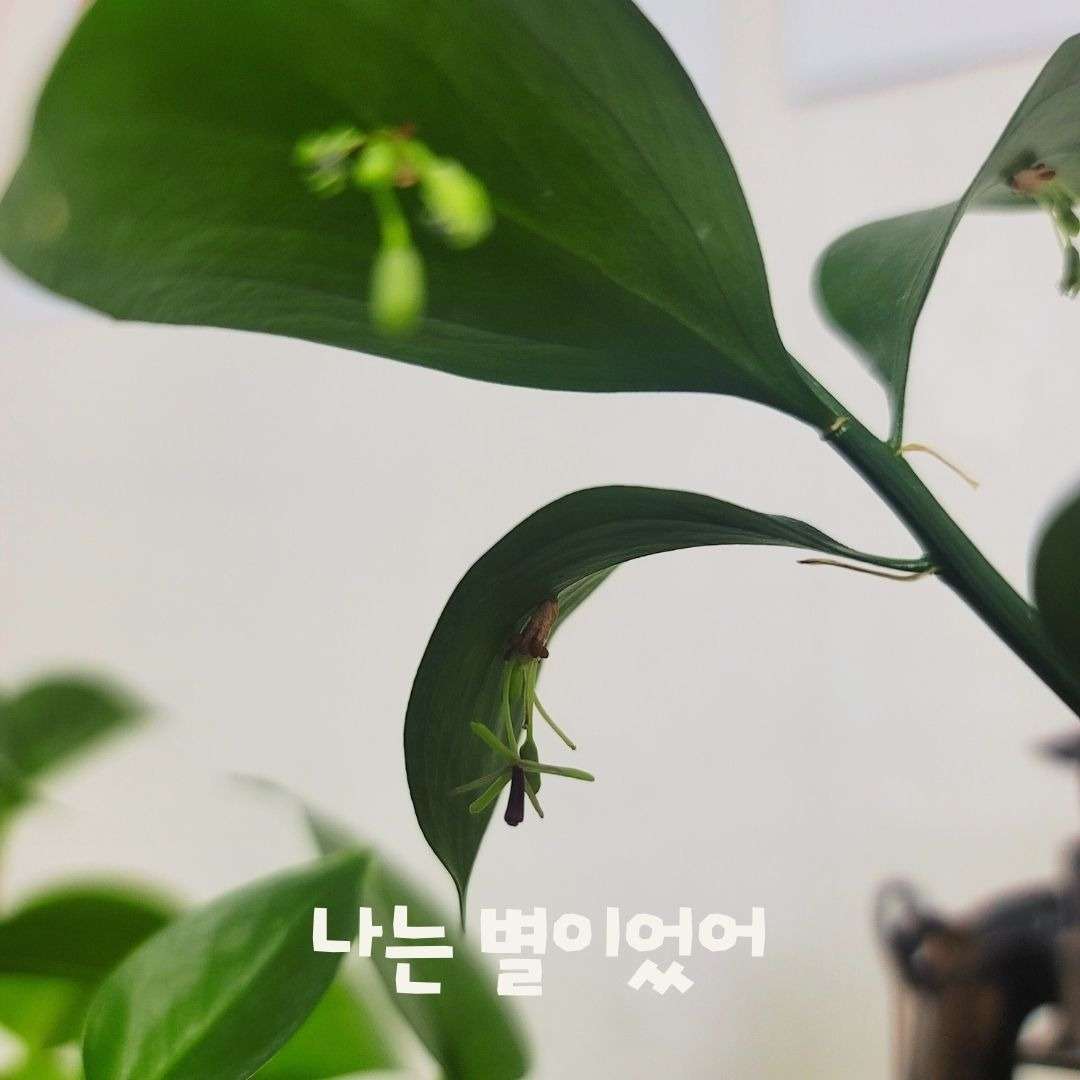 나는 별이야.jpg