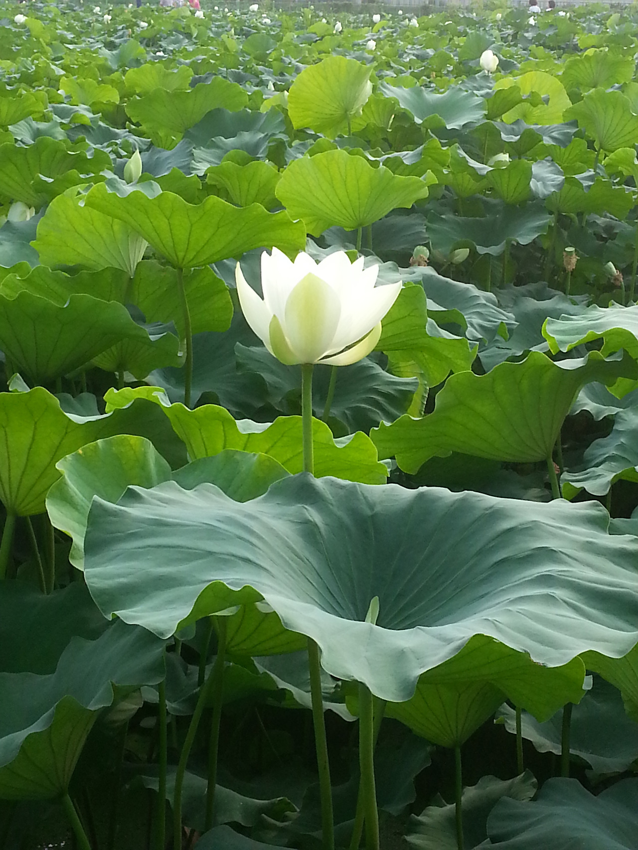 스마트폰 카메라 1090.jpg