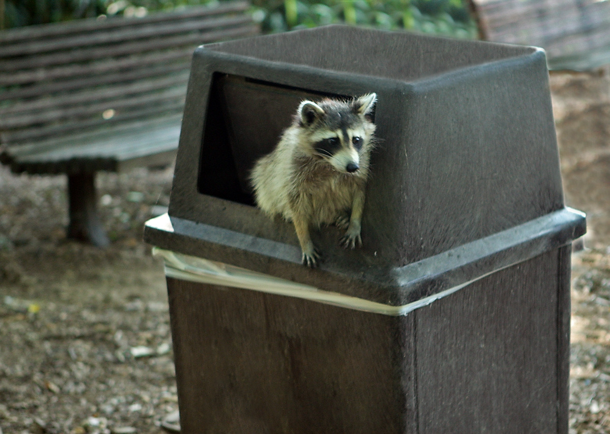 Raccoon_getting_in_trouble.jpg